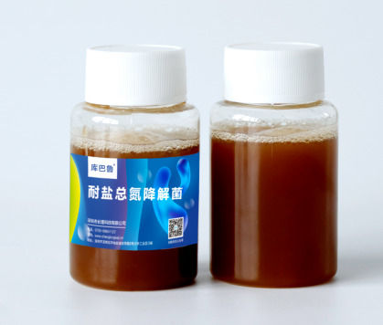 庫巴魯耐鹽總氮降解菌(反硝化細菌)